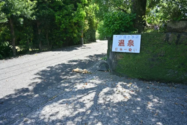 浜児ヶ水区 温泉 日本一安い、猫