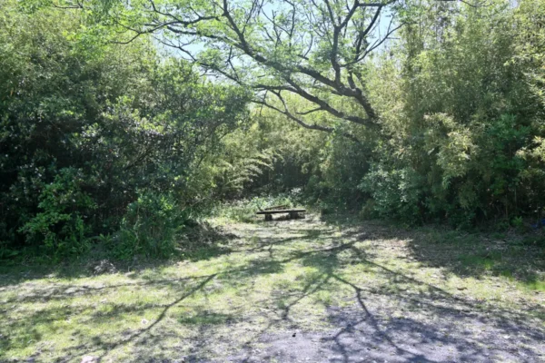 ベンチ