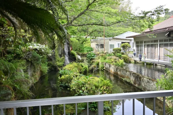 庭の池