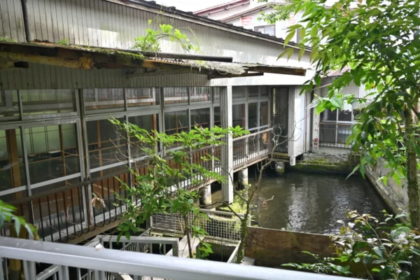 庭の池