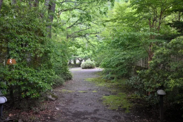 休憩所から見える風景、森