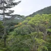 山