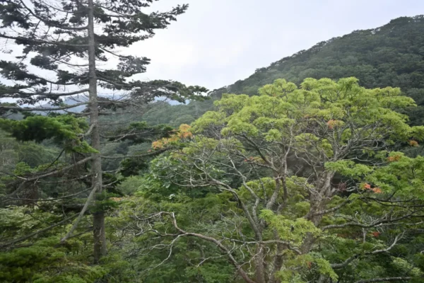 山