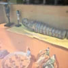 エジプトの置物