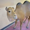 ラクダのオブジェ