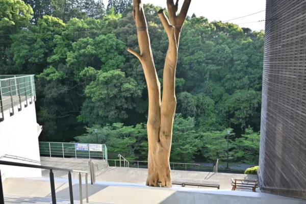 木と階段