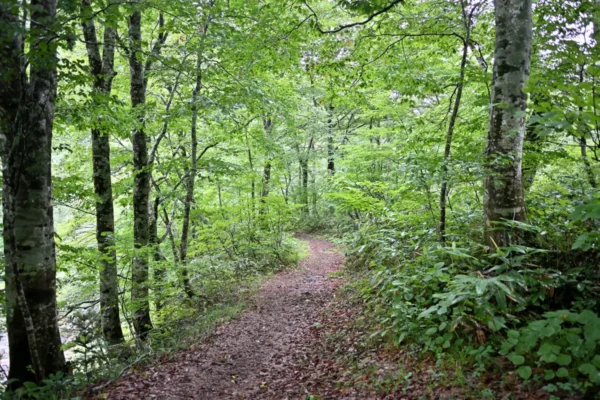 山道