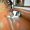 犬
