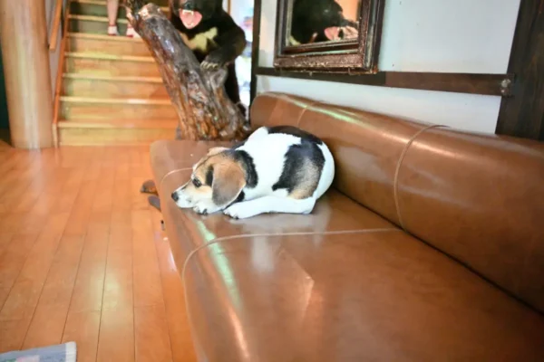 犬