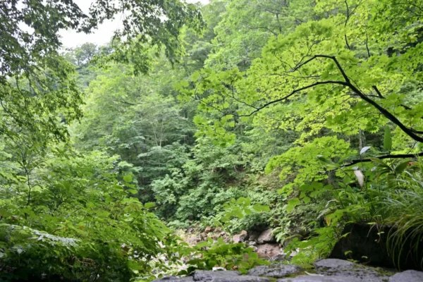 上の湯からの風景