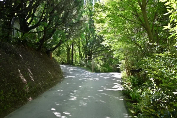 入口道路分岐